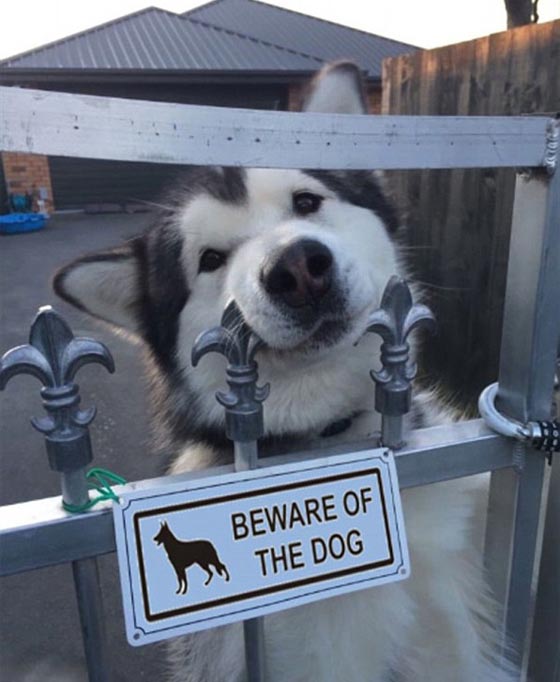 احذر وجود كلب.. شاهد ماذا يختبئ خلف هذه اللافتة! صور طريفة صورة رقم 14