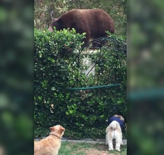 فيديو طريف: كلب صغير يطارد دبا ضخما ويصيبه بالرعب!    صورة رقم 1