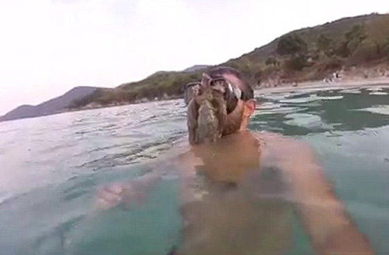 فيديو طريف: أخطبوط يلتصق بوجه غطاس ويرفض ان يتركه! صورة رقم 3