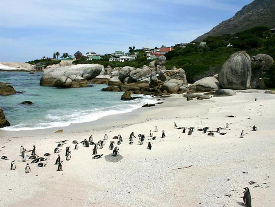  صور اغرب شواطئ العالم : شاطئ البطريق، الزجاجي والمياه السوداء صورة رقم 4