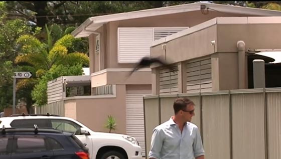 الغربان لم تعد تخشى البشر واصبحت تهاجمهم بشراسة في أستراليا صورة رقم 2
