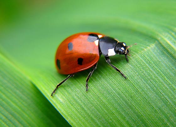 الحشرات تحكم العالم.. تتكاثر بسرعة، تأكل بعضها وتخلص الانسان من النتن صورة رقم 5
