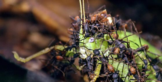  الحشرات تحكم العالم.. تتكاثر بسرعة، تأكل بعضها وتخلص الانسان من النتن صورة رقم 1