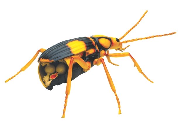  الحشرات تحكم العالم.. تتكاثر بسرعة، تأكل بعضها وتخلص الانسان من النتن صورة رقم 2