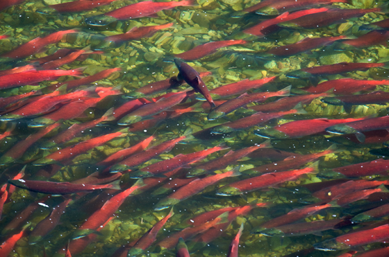فيديو مذهل وصور ساحرة: أسماك السلمون تستعد للتزاوج والتكاثر صورة رقم 6