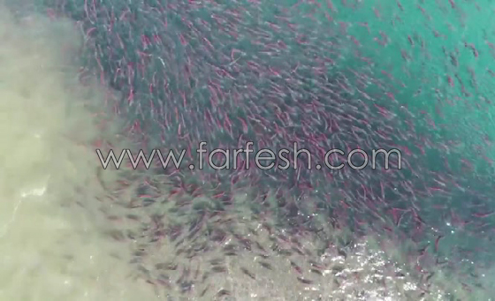 فيديو مذهل وصور ساحرة: أسماك السلمون تستعد للتزاوج والتكاثر صورة رقم 1
