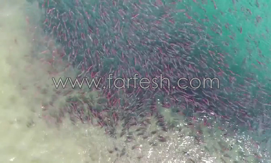 فيديو مذهل وصور ساحرة: أسماك السلمون تستعد للتزاوج والتكاثر صورة رقم 2