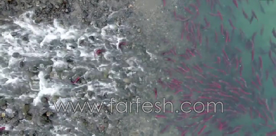 فيديو مذهل وصور ساحرة: أسماك السلمون تستعد للتزاوج والتكاثر صورة رقم 3