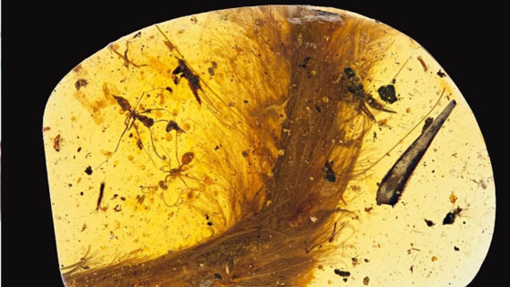 اكتشاف نادر جدا.. ذيل ديناصور داخل حجر الكهرمان منذ 99 مليون عام صورة رقم 1