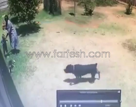 فيديو مؤلم: كلب يهاجم طفلا بوحشية اثناء لعبه في حديقة منزلية صورة رقم 1