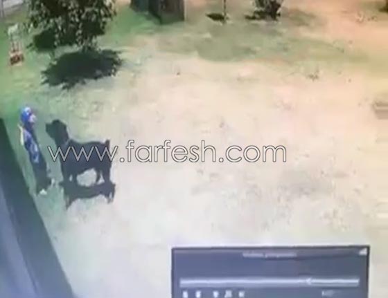 فيديو مؤلم: كلب يهاجم طفلا بوحشية اثناء لعبه في حديقة منزلية صورة رقم 2
