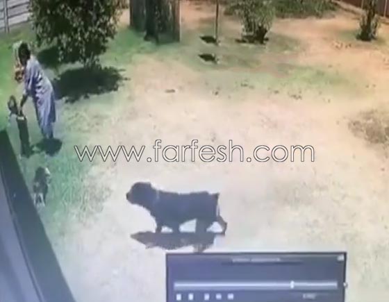 فيديو مؤلم: كلب يهاجم طفلا بوحشية اثناء لعبه في حديقة منزلية صورة رقم 3