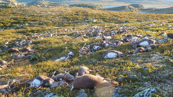 الصواعق تقتل 300 من غزلان الرنة في اكبر كارثة تشهدها النرويج صورة رقم 1