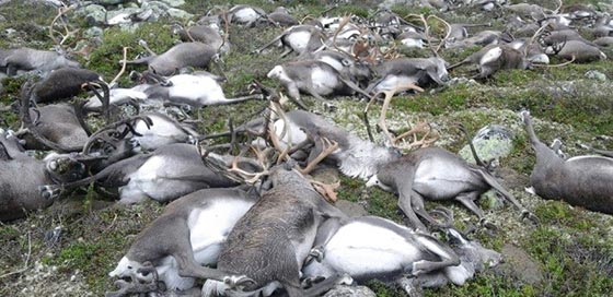 الصواعق تقتل 300 من غزلان الرنة في اكبر كارثة تشهدها النرويج صورة رقم 2