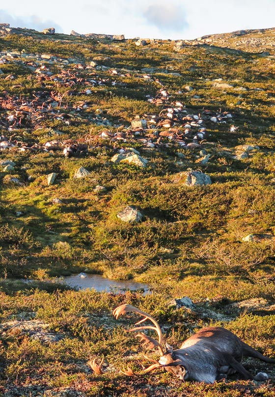 الصواعق تقتل 300 من غزلان الرنة في اكبر كارثة تشهدها النرويج صورة رقم 3