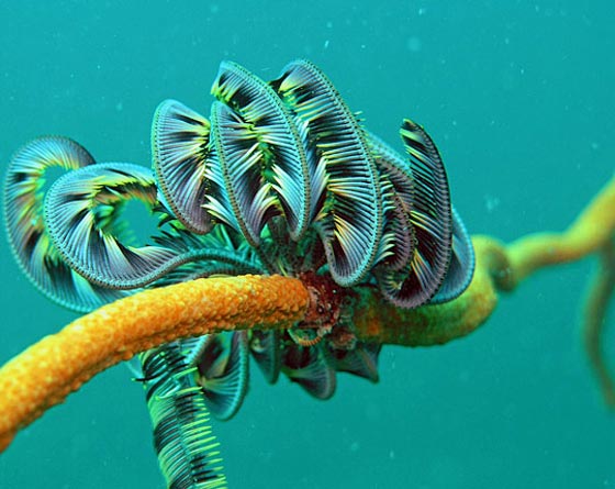 نجمة الريشة.. مخلوق بحري غريب في أعماق المحيطات منذ 200 مليون سنة صورة رقم 17