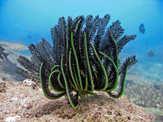 نجمة الريشة.. مخلوق بحري غريب في أعماق المحيطات منذ 200 مليون سنة صورة رقم 16