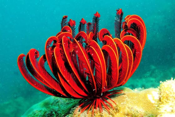 نجمة الريشة.. مخلوق بحري غريب في أعماق المحيطات منذ 200 مليون سنة صورة رقم 1