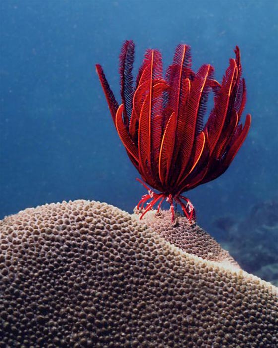 نجمة الريشة.. مخلوق بحري غريب في أعماق المحيطات منذ 200 مليون سنة صورة رقم 13