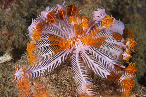 نجمة الريشة.. مخلوق بحري غريب في أعماق المحيطات منذ 200 مليون سنة صورة رقم 2