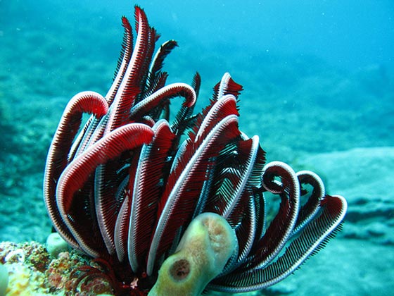 نجمة الريشة.. مخلوق بحري غريب في أعماق المحيطات منذ 200 مليون سنة صورة رقم 11