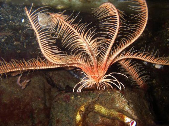 نجمة الريشة.. مخلوق بحري غريب في أعماق المحيطات منذ 200 مليون سنة صورة رقم 14