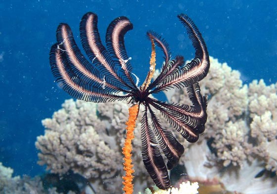 نجمة الريشة.. مخلوق بحري غريب في أعماق المحيطات منذ 200 مليون سنة صورة رقم 10