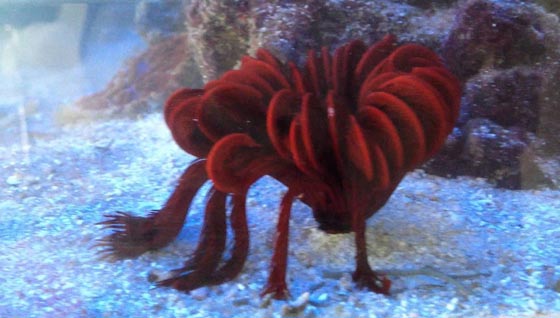 نجمة الريشة.. مخلوق بحري غريب في أعماق المحيطات منذ 200 مليون سنة صورة رقم 19