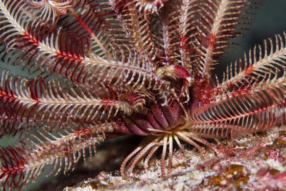 نجمة الريشة.. مخلوق بحري غريب في أعماق المحيطات منذ 200 مليون سنة صورة رقم 9