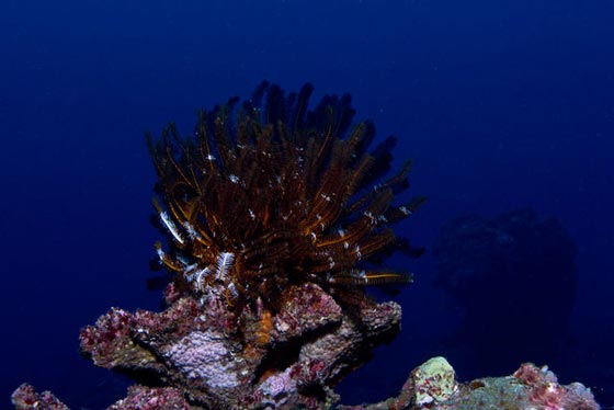نجمة الريشة.. مخلوق بحري غريب في أعماق المحيطات منذ 200 مليون سنة صورة رقم 8