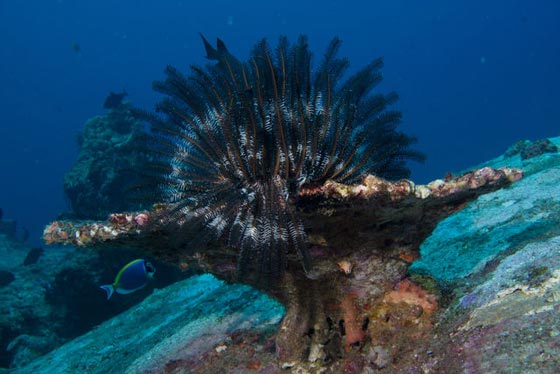 نجمة الريشة.. مخلوق بحري غريب في أعماق المحيطات منذ 200 مليون سنة صورة رقم 7