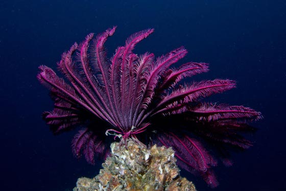 نجمة الريشة.. مخلوق بحري غريب في أعماق المحيطات منذ 200 مليون سنة صورة رقم 4