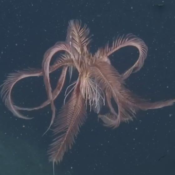 نجمة الريشة.. مخلوق بحري غريب في أعماق المحيطات منذ 200 مليون سنة صورة رقم 23