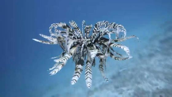 نجمة الريشة.. مخلوق بحري غريب في أعماق المحيطات منذ 200 مليون سنة صورة رقم 20