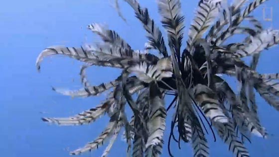 نجمة الريشة.. مخلوق بحري غريب في أعماق المحيطات منذ 200 مليون سنة صورة رقم 21