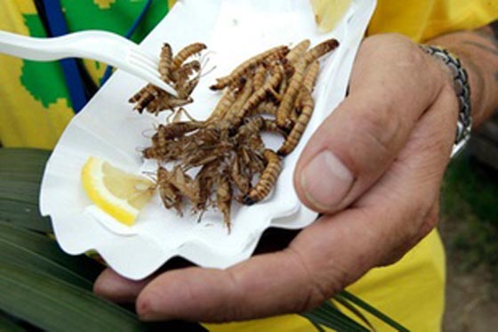برغر الحشرات وشرائح من لحمها تباع في سوبر ماركت بسويسرا صورة رقم 4