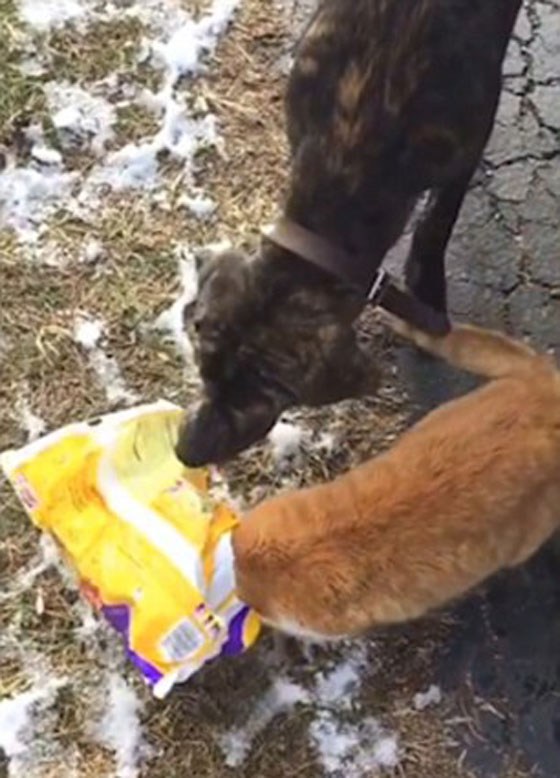 فيديو طريف.. كلب ينقذ قطة وقعت في مأزق  صورة رقم 3