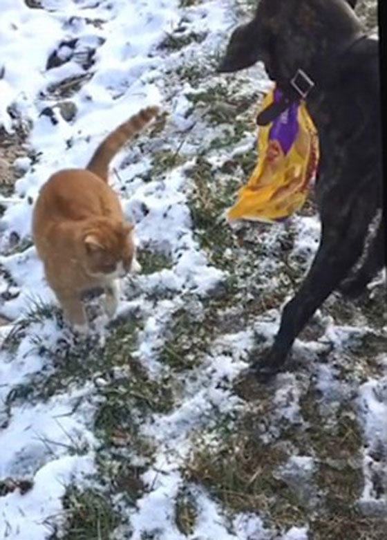 فيديو طريف.. كلب ينقذ قطة وقعت في مأزق  صورة رقم 4