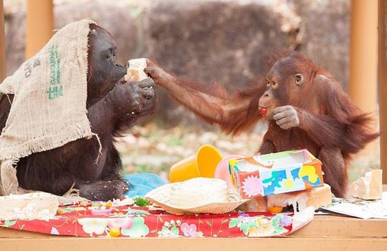 القرد الاطول عمرا على الكرة الارضية يحتفل بميلاده الـ62 مع حفيده صورة رقم 1