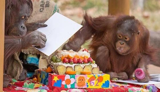 القرد الاطول عمرا على الكرة الارضية يحتفل بميلاده الـ62 مع حفيده صورة رقم 6