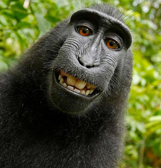 اطرف صور حيوانات تنظر للكاميرا وتضحك: نالت مئات آلاف المتابعين صورة رقم 9