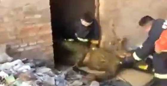 شاهد بالفيديو عملية انقاذ رجل مخمور سقط بئر للصرف الصحي صورة رقم 2