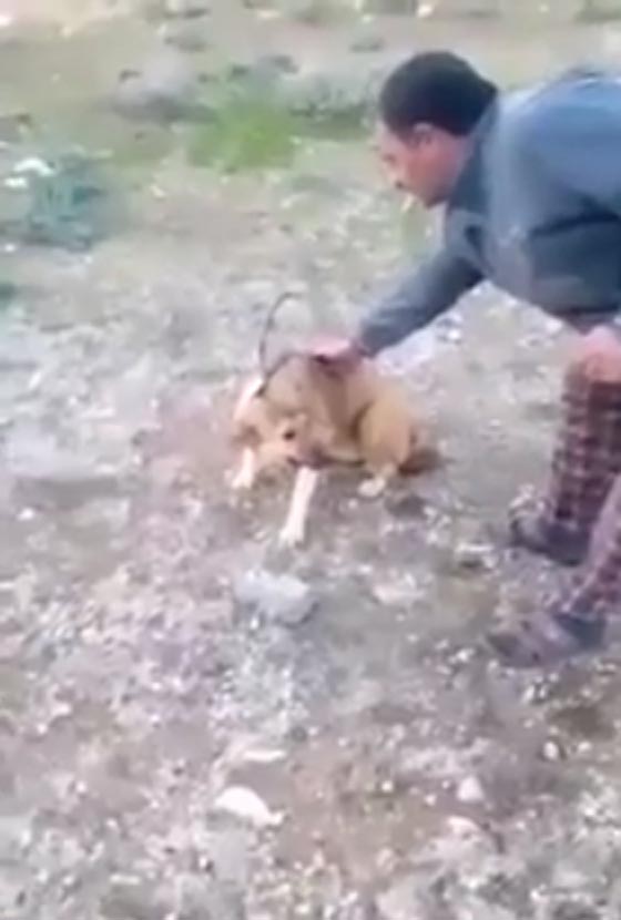 فيديو مؤلم.. اردني يتجرد من الانسانية ويضرم النار في كلب حي صورة رقم 1