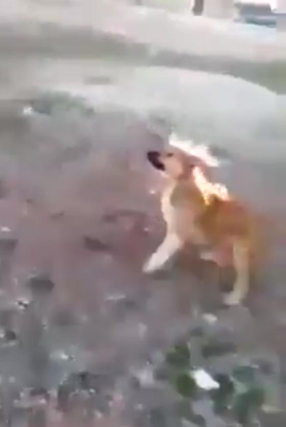 فيديو مؤلم.. اردني يتجرد من الانسانية ويضرم النار في كلب حي صورة رقم 2