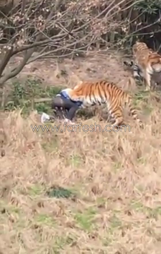 فيديو صادم.. رجل يتحدى النمور فيتعرض للافتراس امام زوجته وطفلته صورة رقم 2