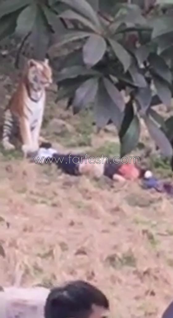 فيديو صادم.. رجل يتحدى النمور فيتعرض للافتراس امام زوجته وطفلته صورة رقم 3
