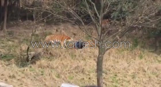 فيديو صادم.. رجل يتحدى النمور فيتعرض للافتراس امام زوجته وطفلته صورة رقم 4