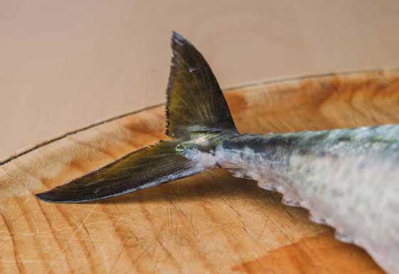 هل تعرف كيفية كشف السمك الطازج عن غيره؟ اليك 6 اسرار ستفيدك صورة رقم 5