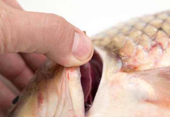هل تعرف كيفية كشف السمك الطازج عن غيره؟ اليك 6 اسرار ستفيدك صورة رقم 6