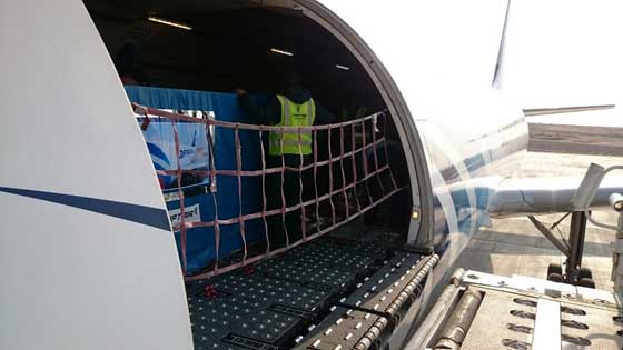 صور مذهلة.. مشروع نقل فتاة مصرية تزن نصف طن الى الهند بطائرة شحن صورة رقم 5